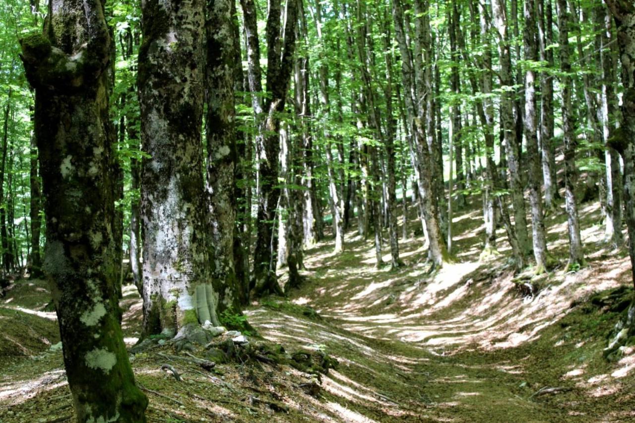 Casetta Nel Borgo Olevano Romano Ngoại thất bức ảnh